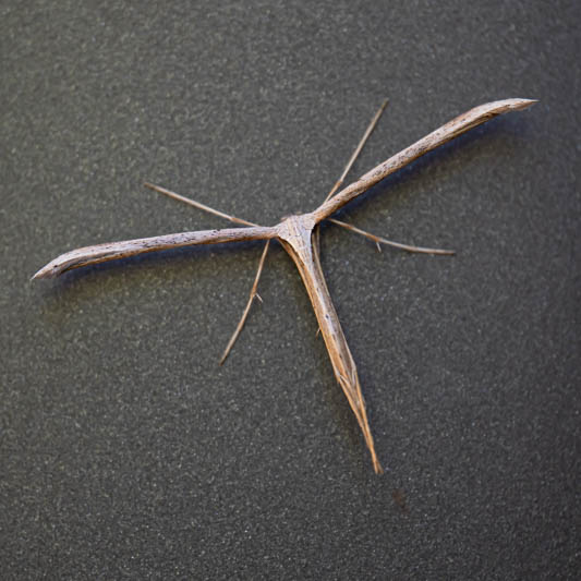 Emmelina monodactyla (Common Plume).jpg